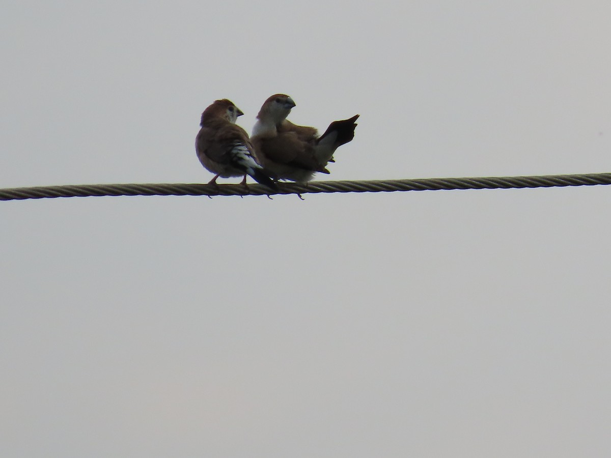 Indian Silverbill - ML620595430