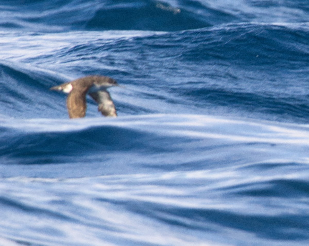 Hutton's Shearwater - ML620595433