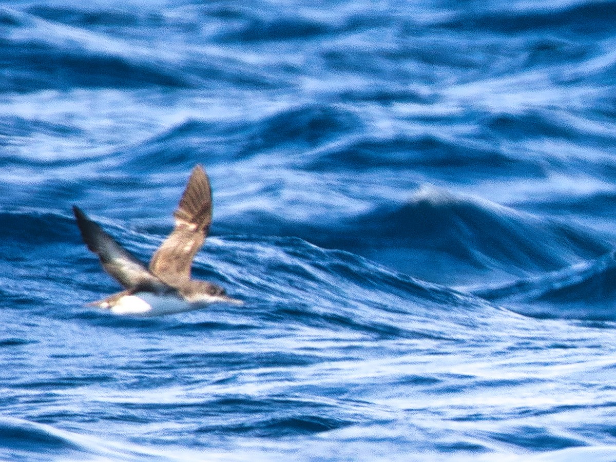 Hutton's Shearwater - ML620595435