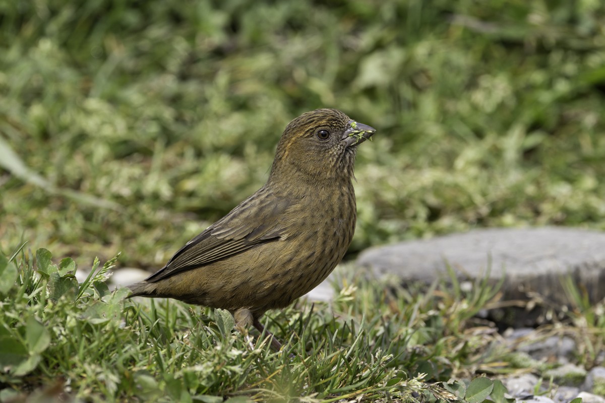 Taiwan Rosefinch - ML620595441