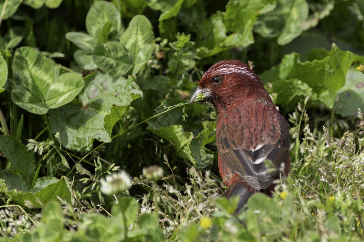 Taiwan Rosefinch - ML620595443