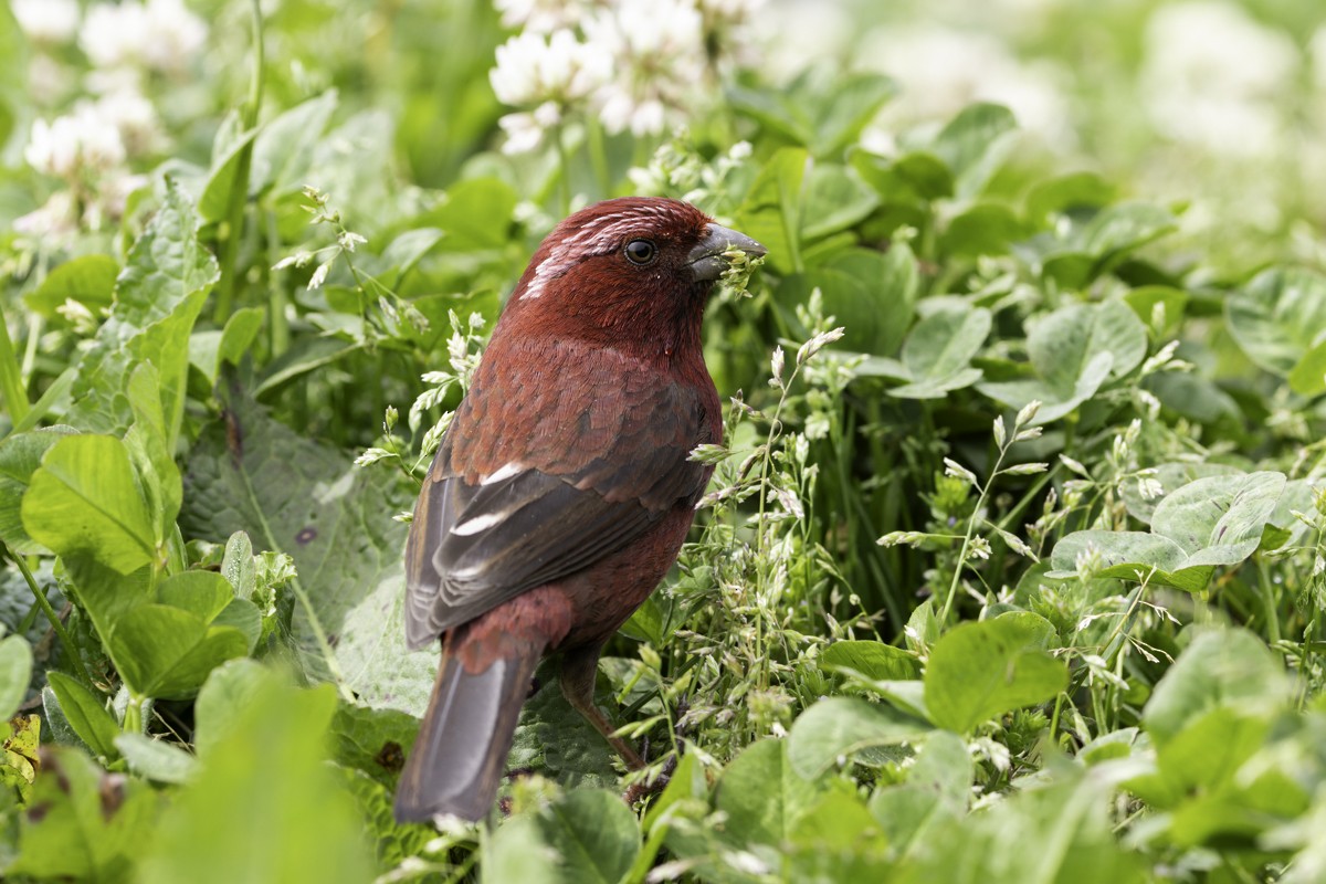 Taiwan Rosefinch - ML620595444