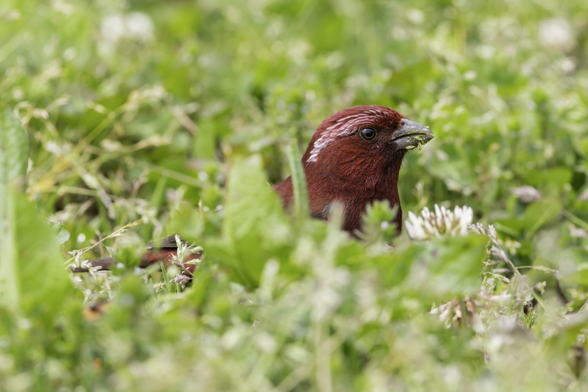 Taiwan Rosefinch - ML620595445