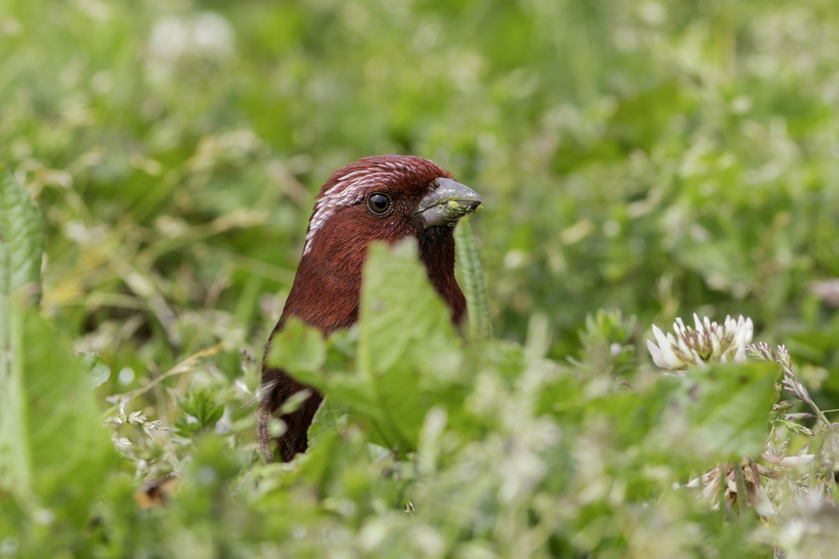 Taiwan Rosefinch - ML620595447