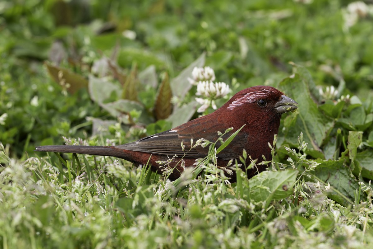 Taiwan Rosefinch - ML620595448