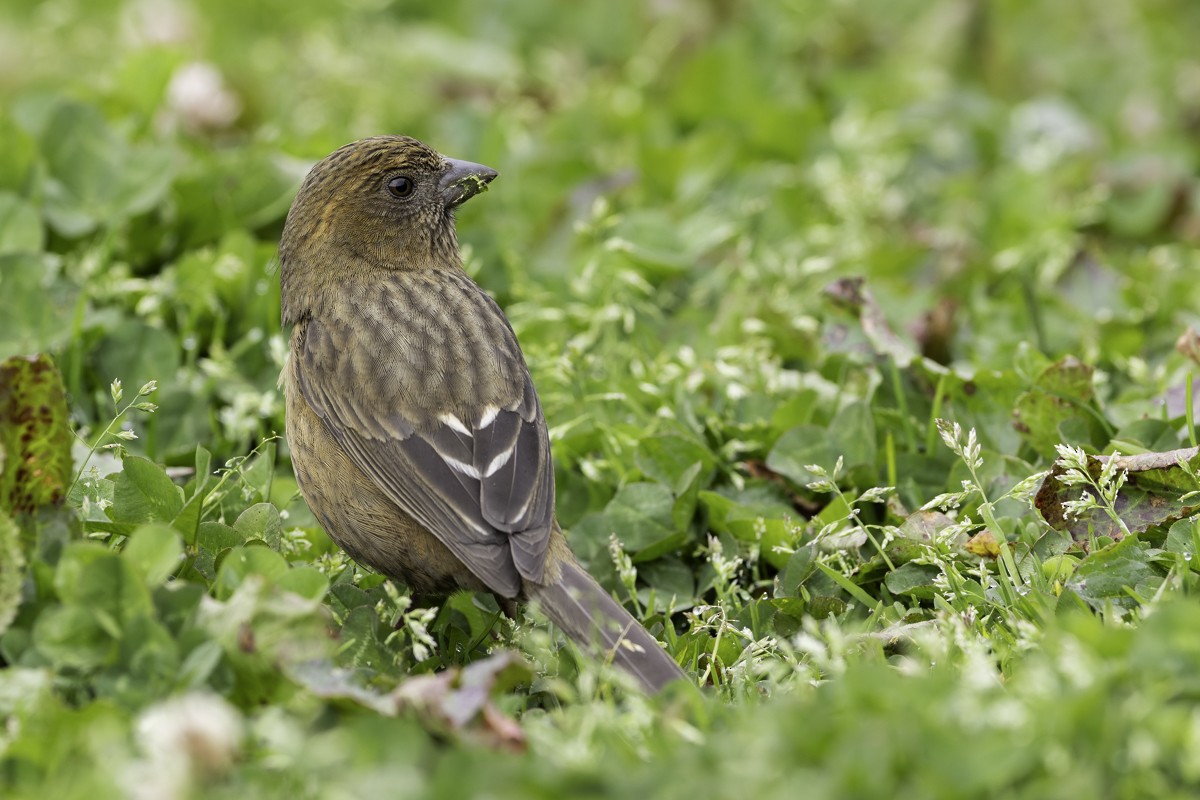 Taiwan Rosefinch - ML620595450