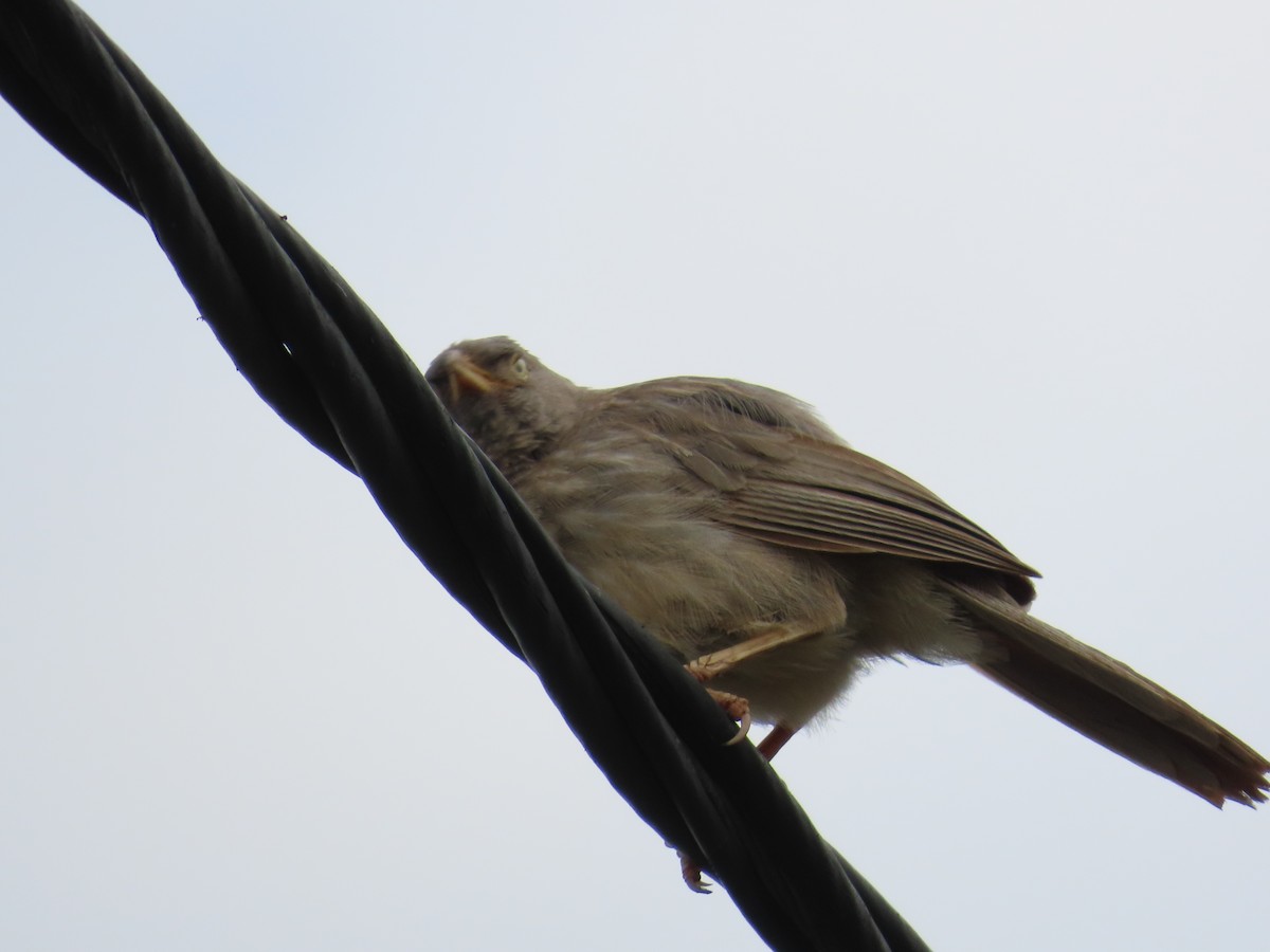 Jungle Babbler - ML620595454