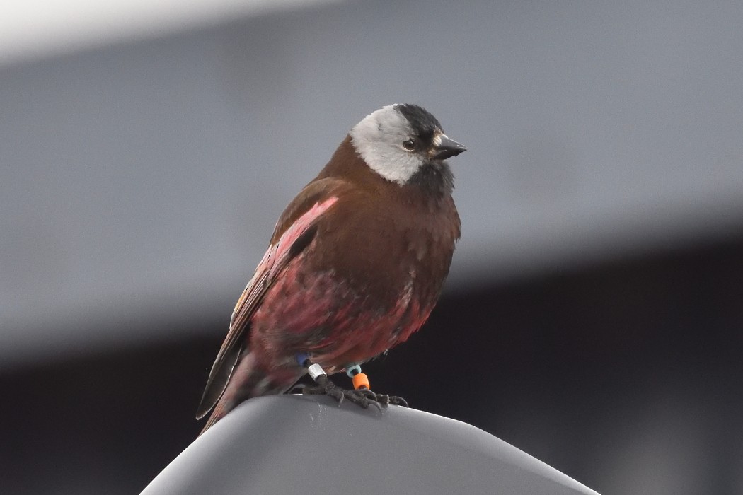 Gray-crowned Rosy-Finch (Pribilof Is.) - ML620595459