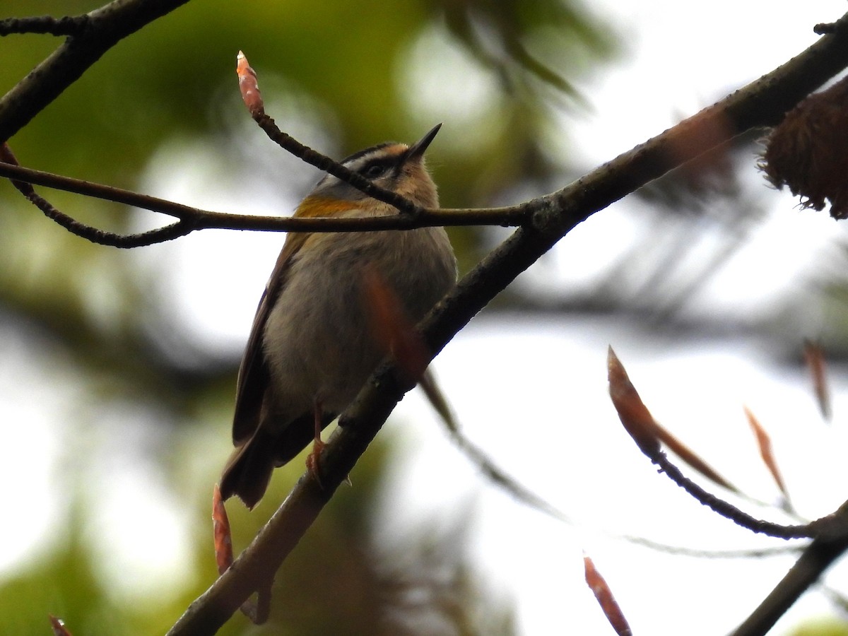 Common Firecrest - ML620595461