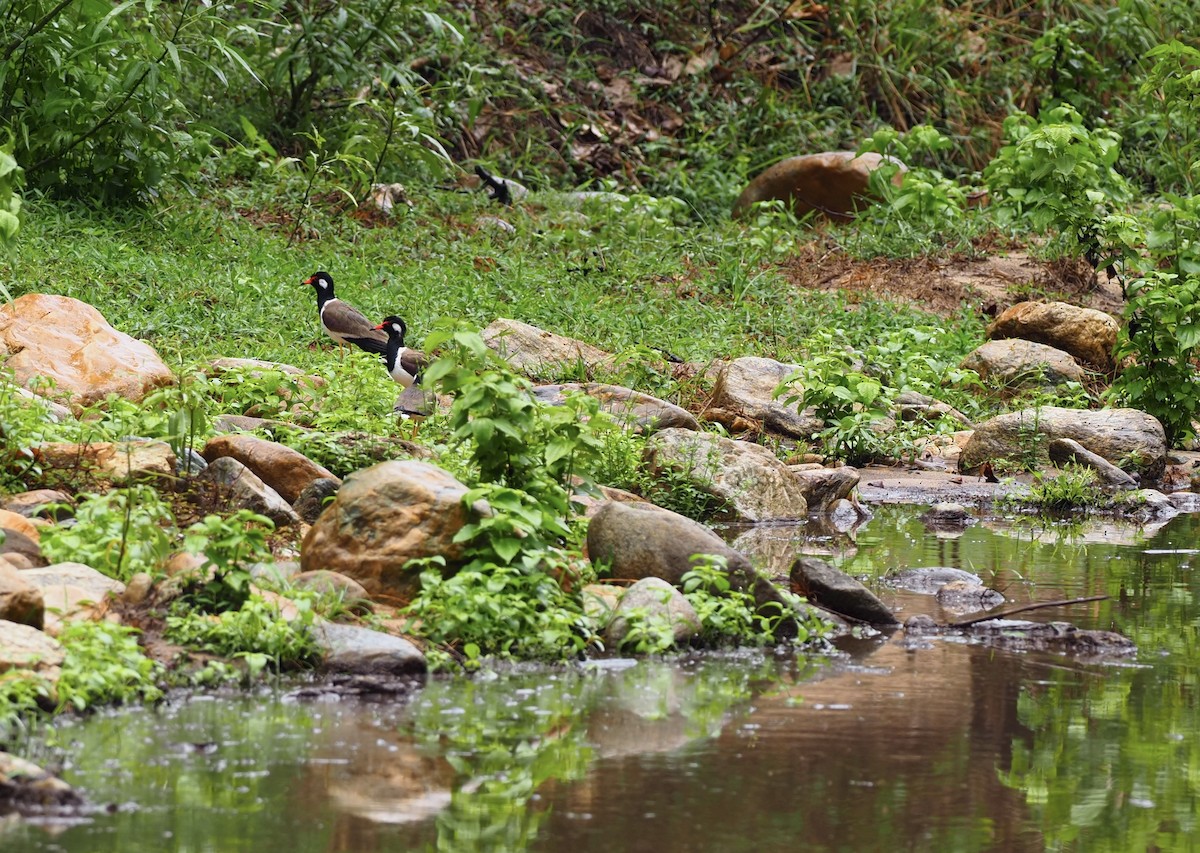 Red-wattled Lapwing - ML620595477