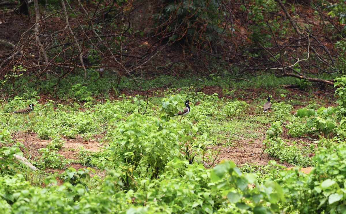 Red-wattled Lapwing - ML620595478