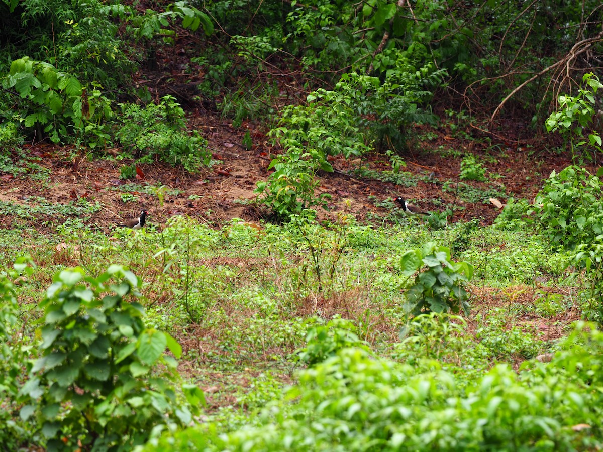 Red-wattled Lapwing - ML620595481