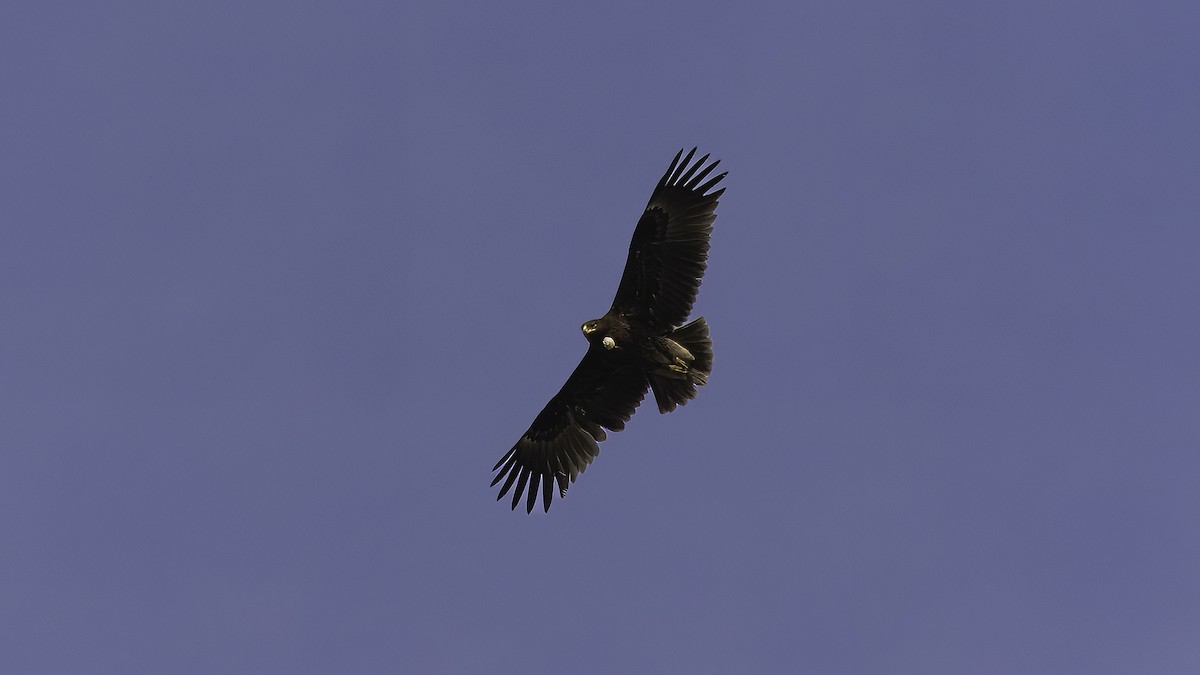 Greater Spotted Eagle - ML620595486