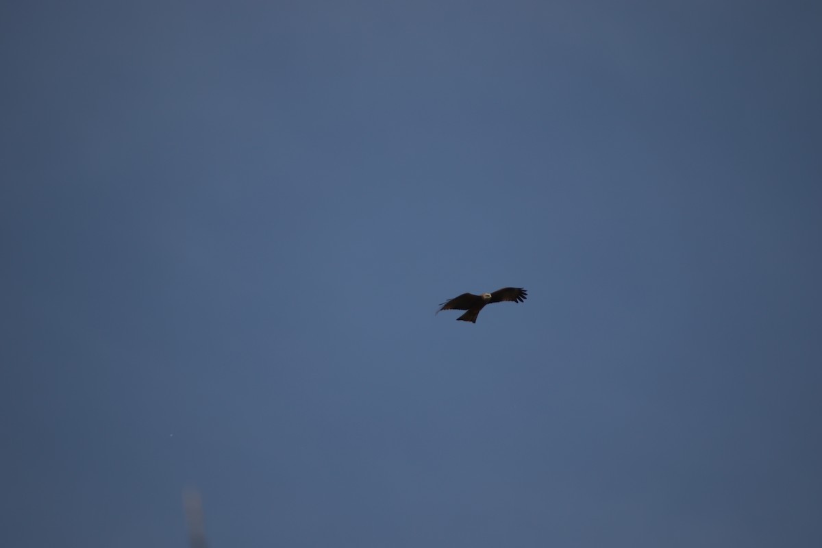 Black Kite - ML620595487