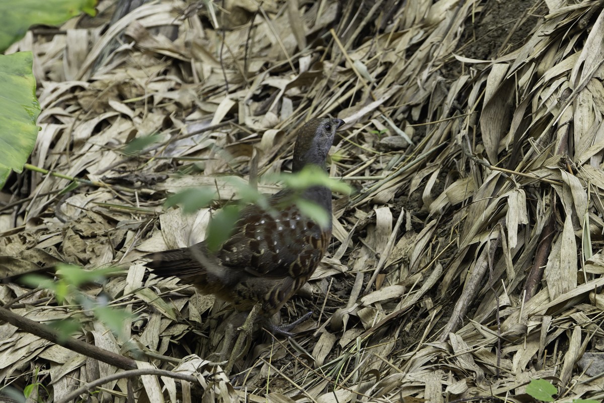 Taiwan Bamboo-Partridge - ML620595488