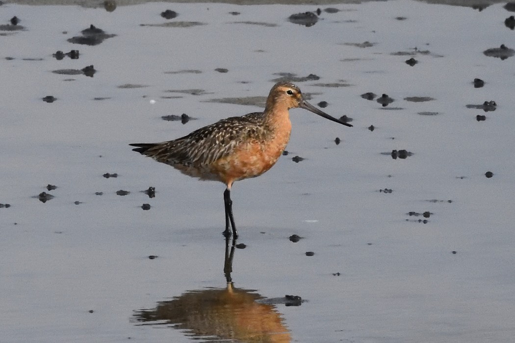 Bar-tailed Godwit - ML620595489