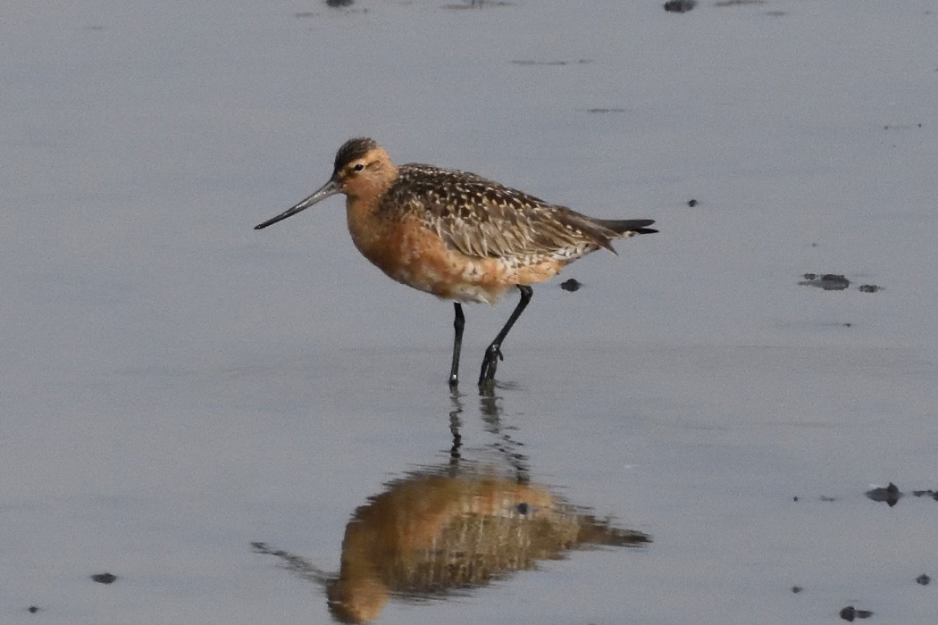 Bar-tailed Godwit - ML620595491