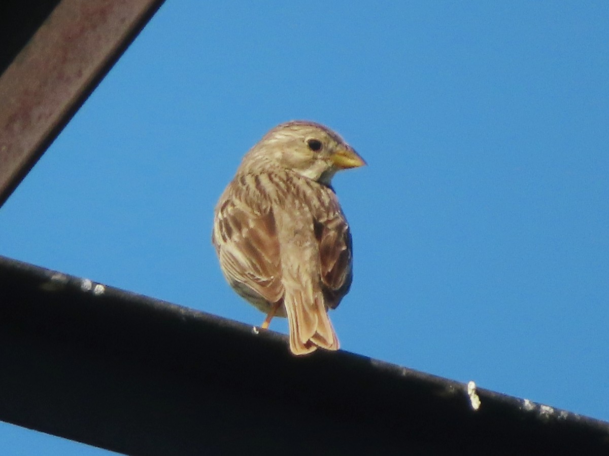 Corn Bunting - ML620595493