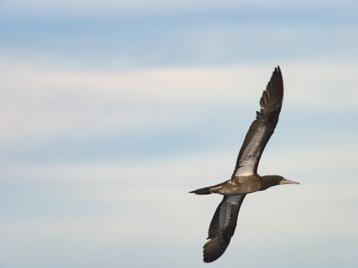 Brown Booby - ML620595497