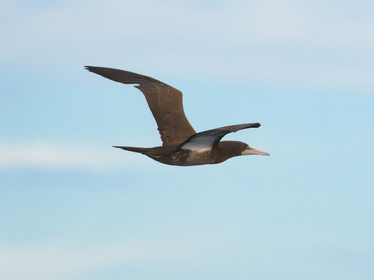 Brown Booby - ML620595500