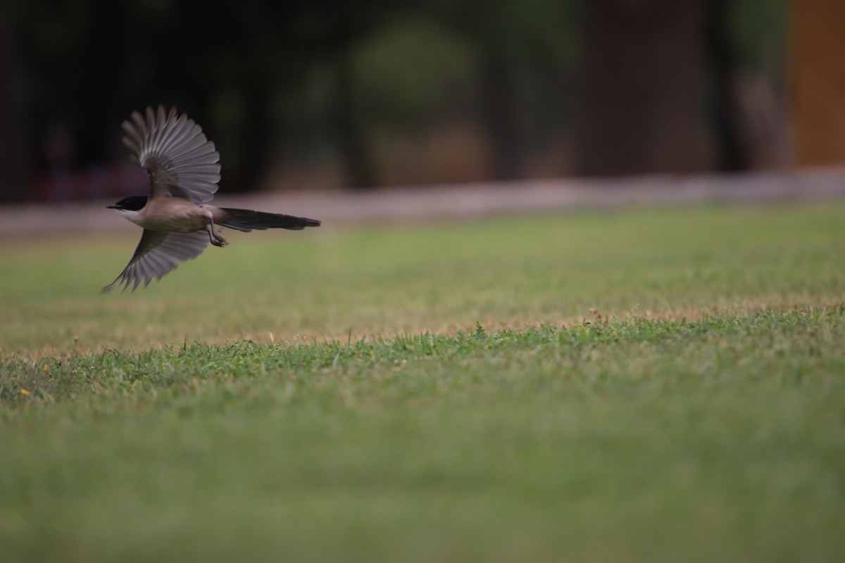 Iberian Magpie - ML620595504