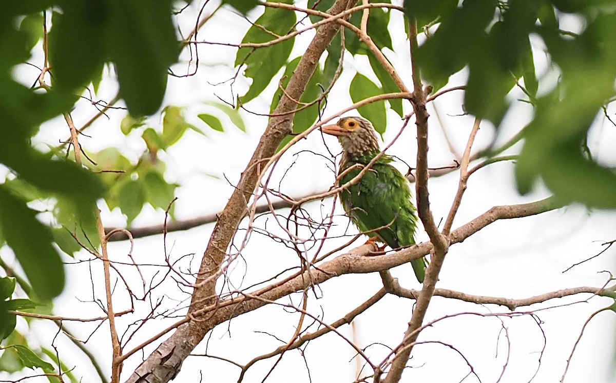 Lineated Barbet - ML620595507