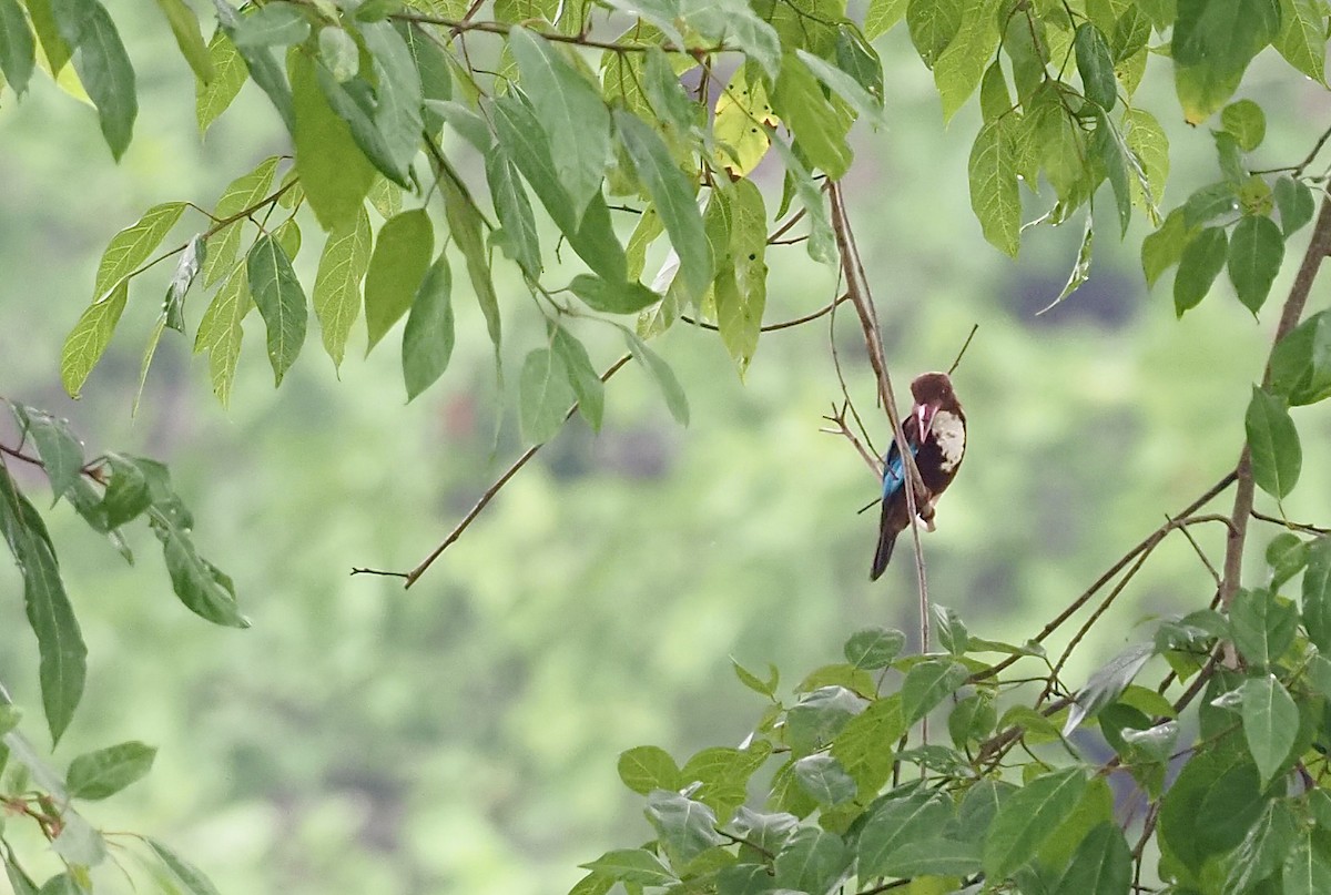 White-throated Kingfisher - ML620595508