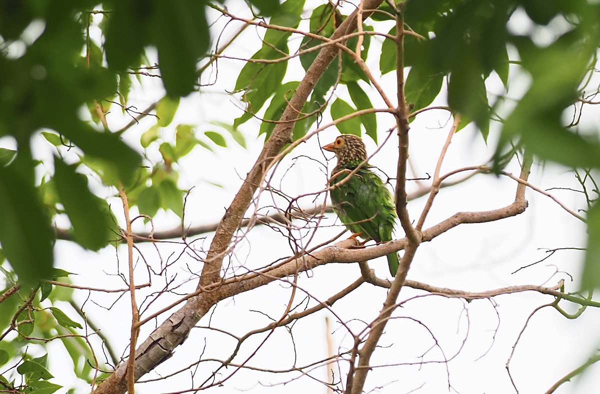 Lineated Barbet - ML620595509