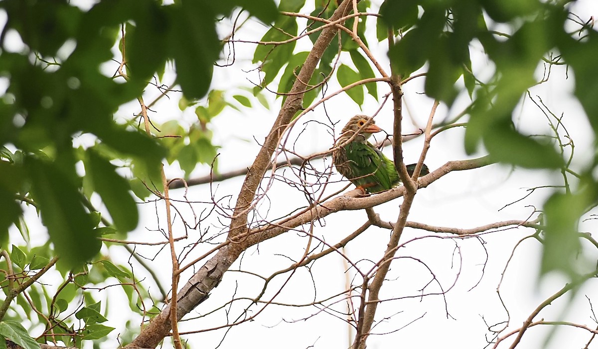Lineated Barbet - 芳色 林