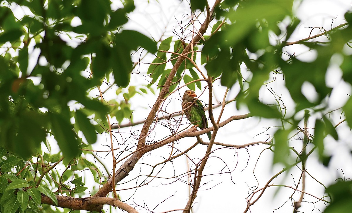 Lineated Barbet - ML620595512