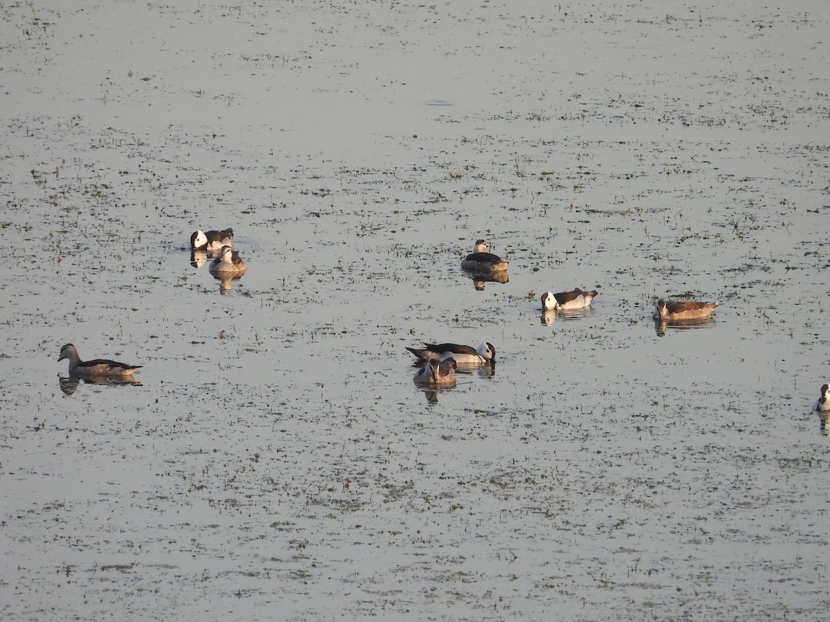 Cotton Pygmy-Goose - ML620595515