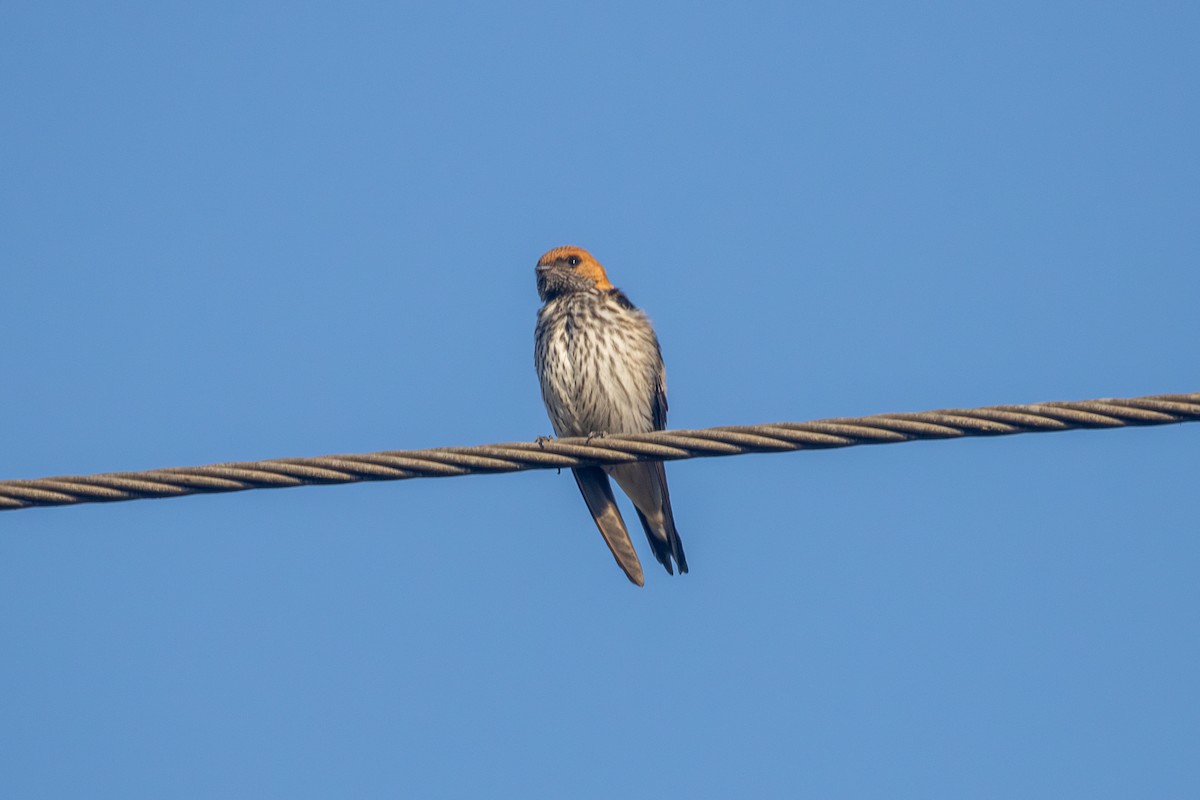 Lesser Striped Swallow - ML620595517