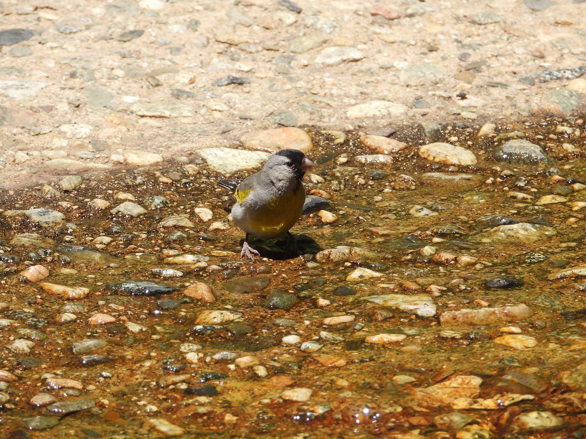 Lawrence's Goldfinch - ML620595525