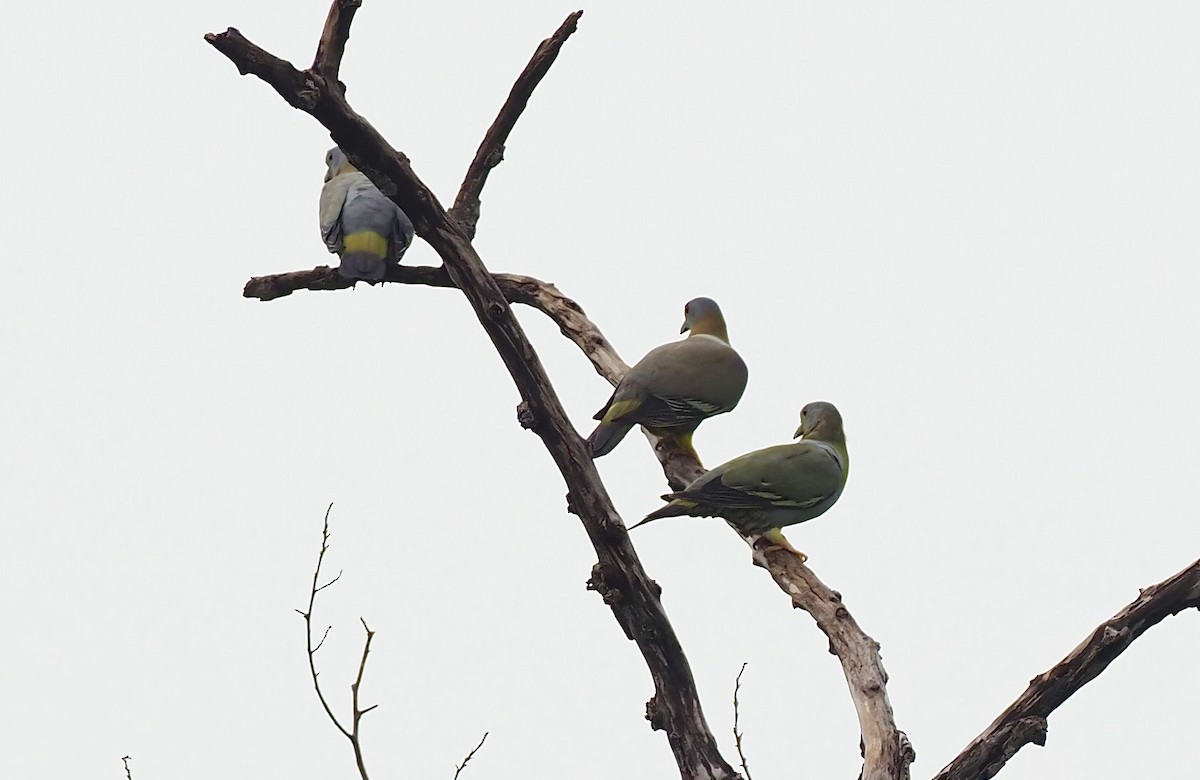 Yellow-footed Green-Pigeon - ML620595529