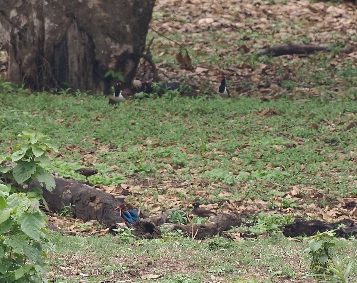 White-throated Kingfisher - ML620595531