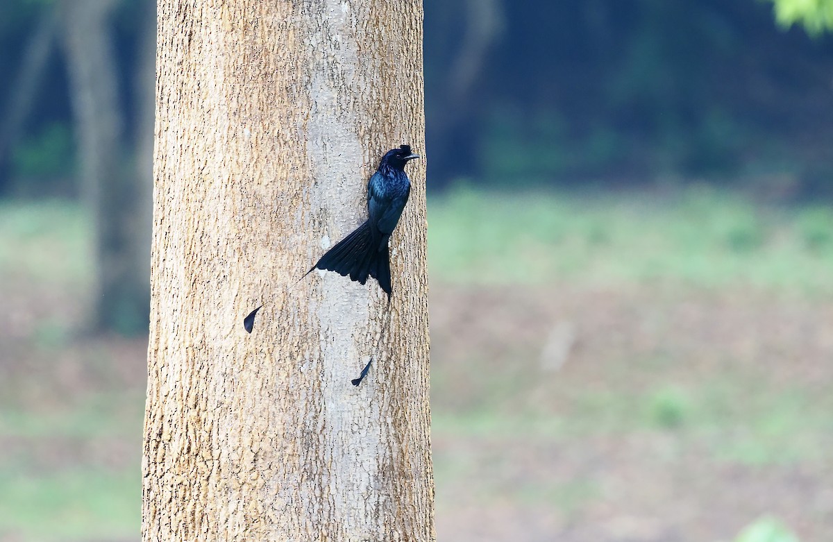 Greater Racket-tailed Drongo - ML620595534