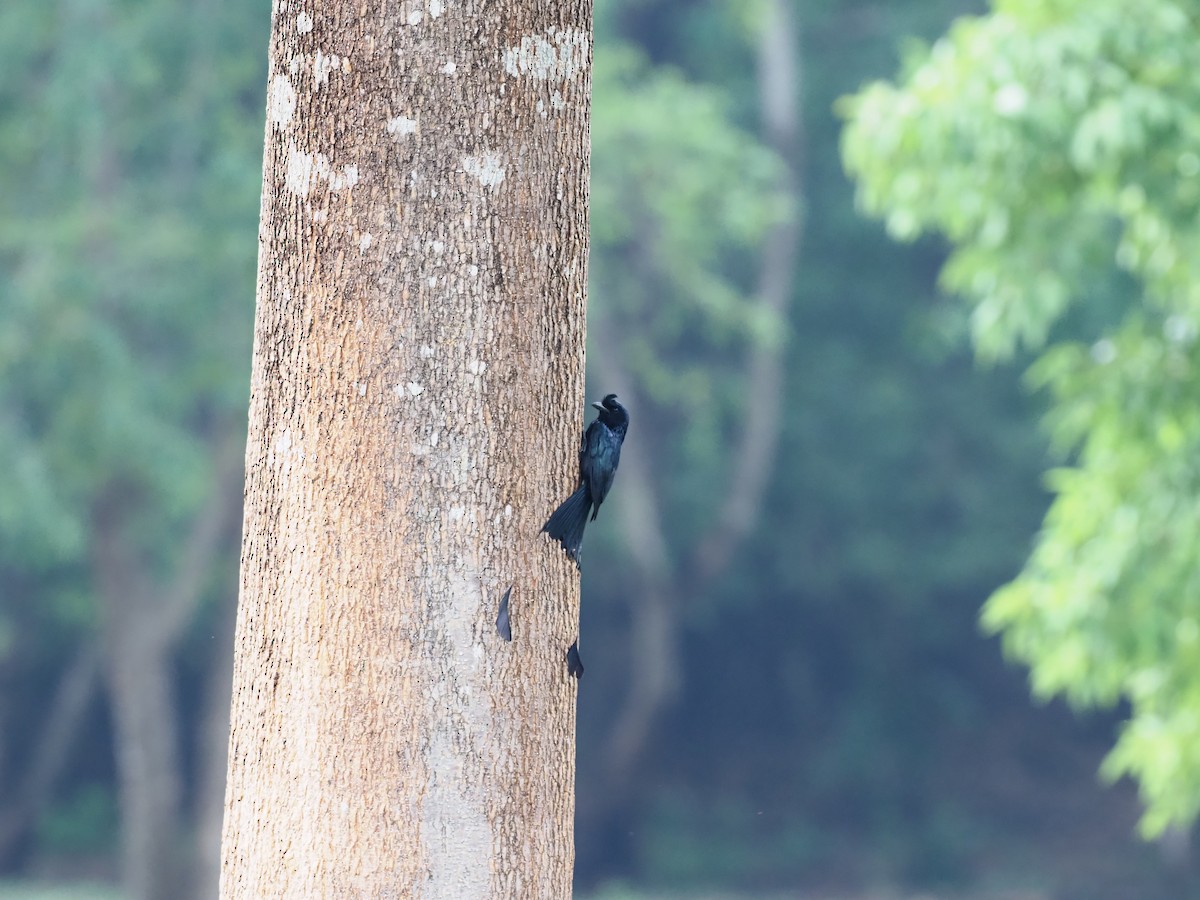 Greater Racket-tailed Drongo - ML620595536