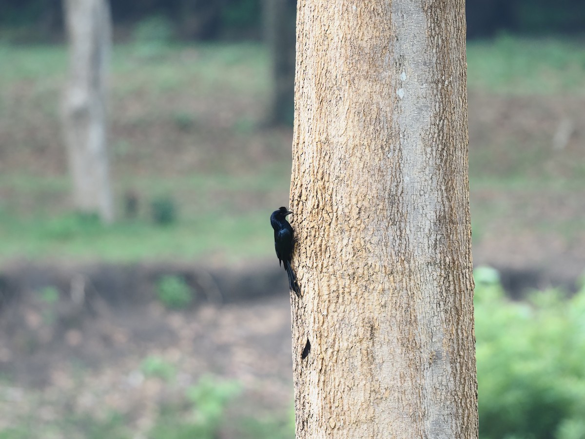Greater Racket-tailed Drongo - ML620595537