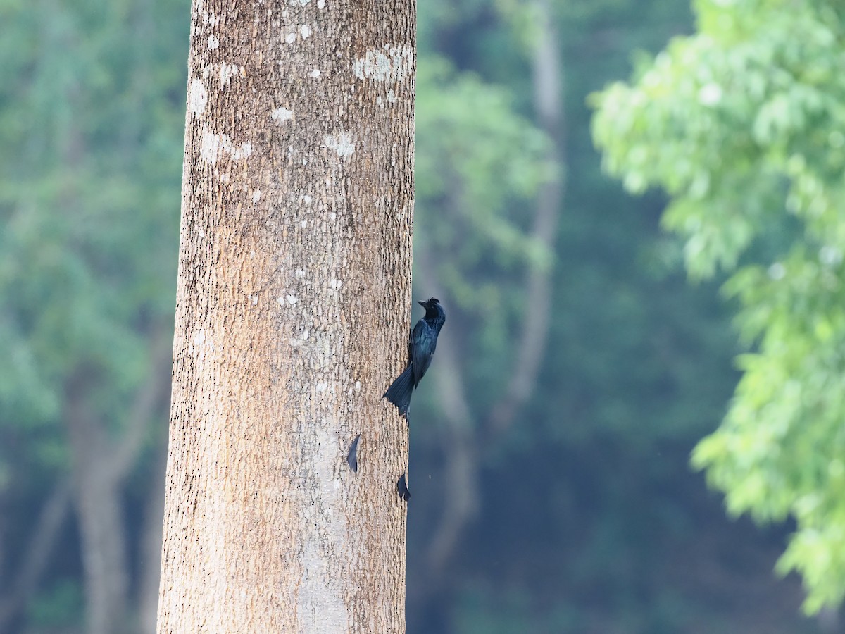 Drongo à crinière - ML620595538