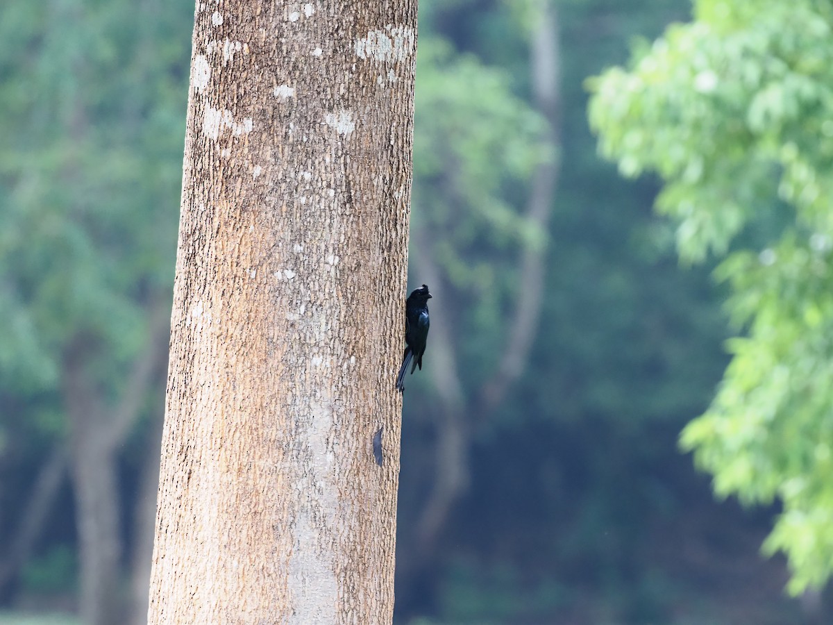 Greater Racket-tailed Drongo - 芳色 林
