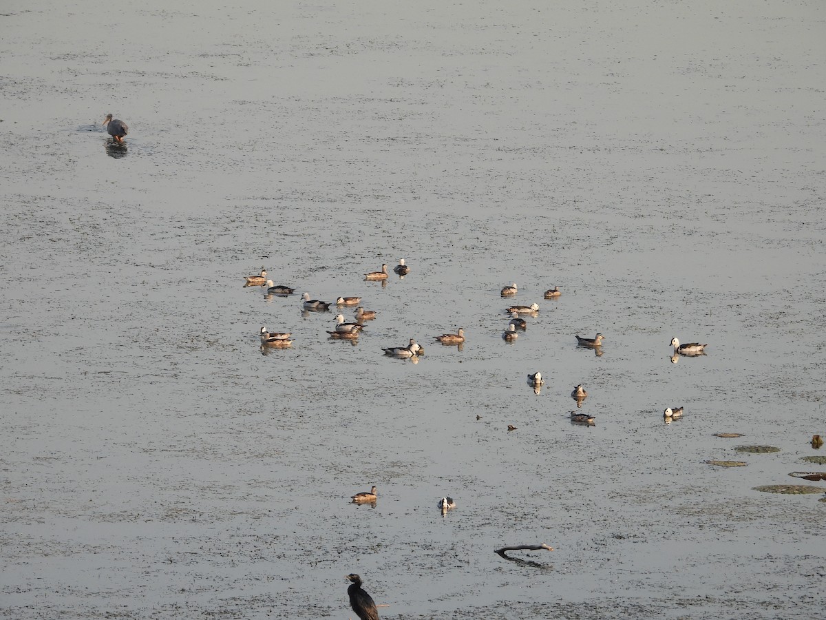 Cotton Pygmy-Goose - ML620595541