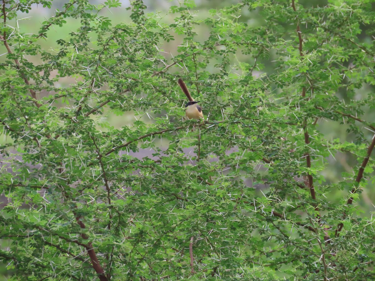 Prinia Cenicienta - ML620595545