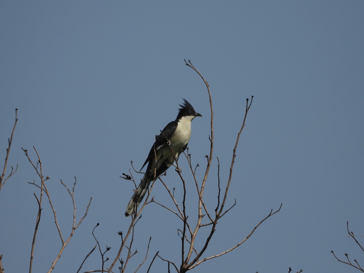 Pied Cuckoo - ML620595547