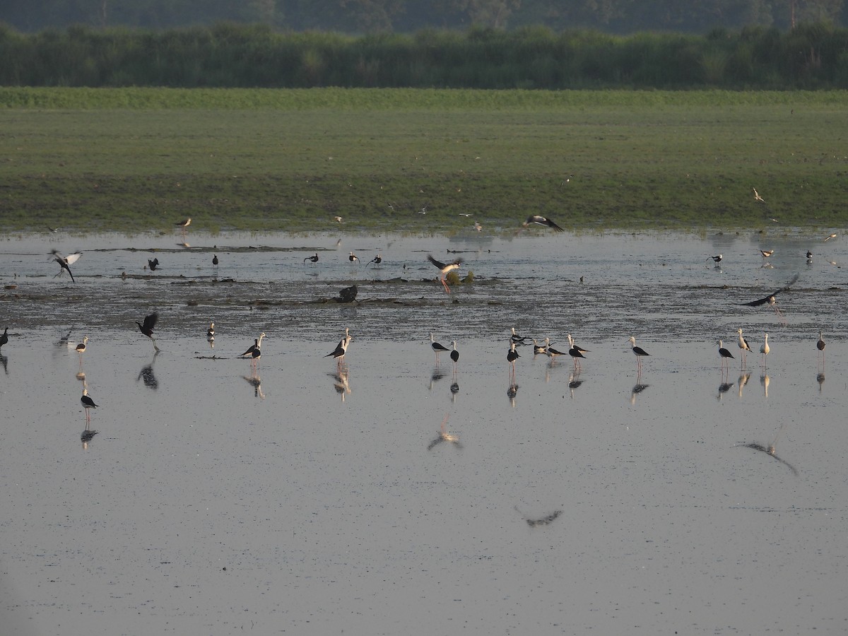 Black-winged Stilt - ML620595551