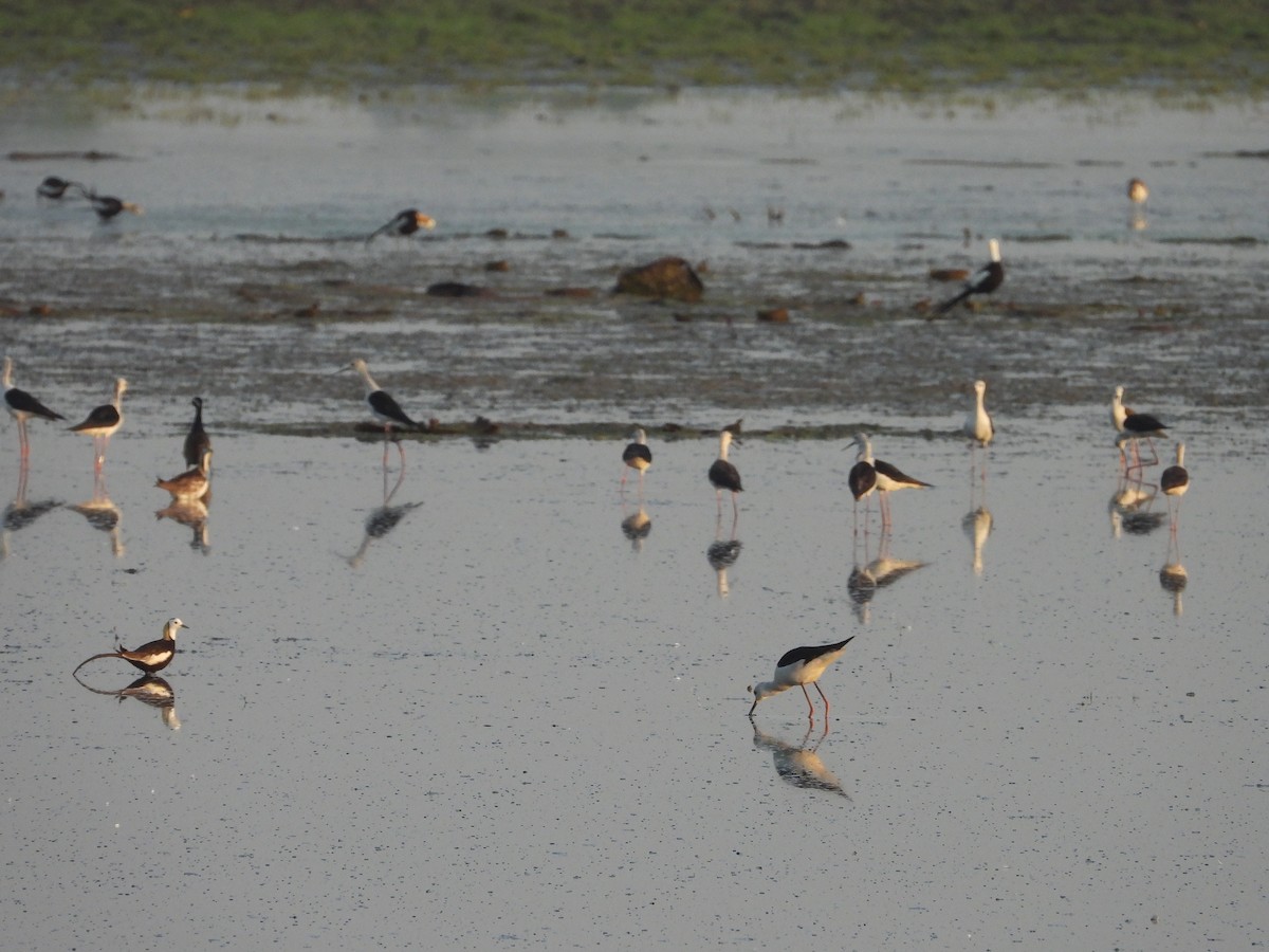 Black-winged Stilt - ML620595552