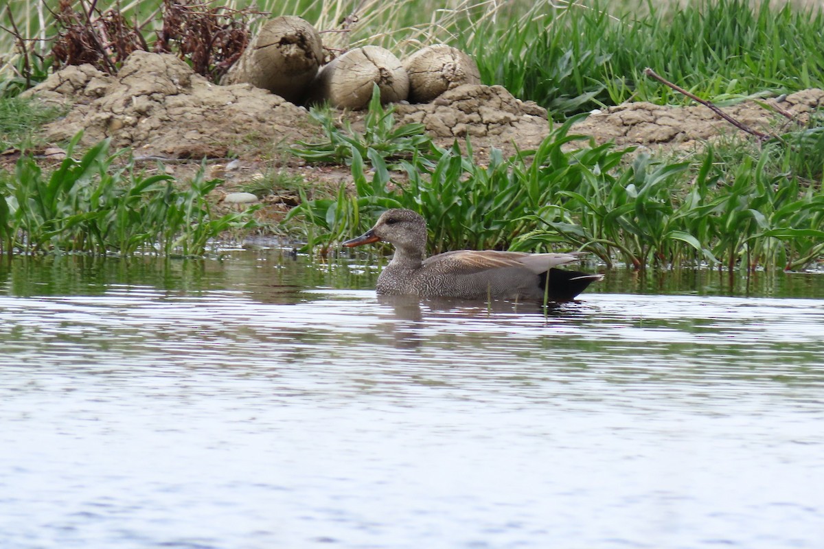 Gadwall - ML620595554