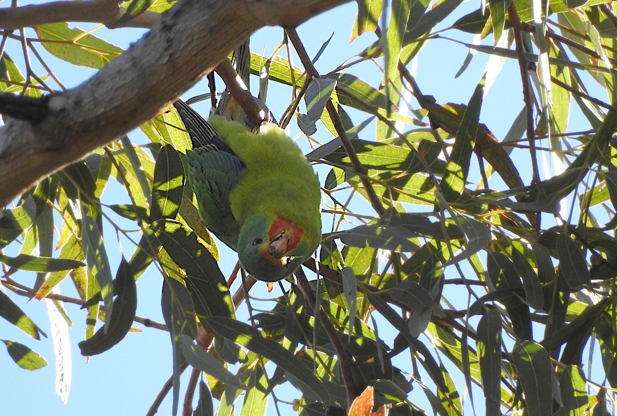 Swift Parrot - ML620595556