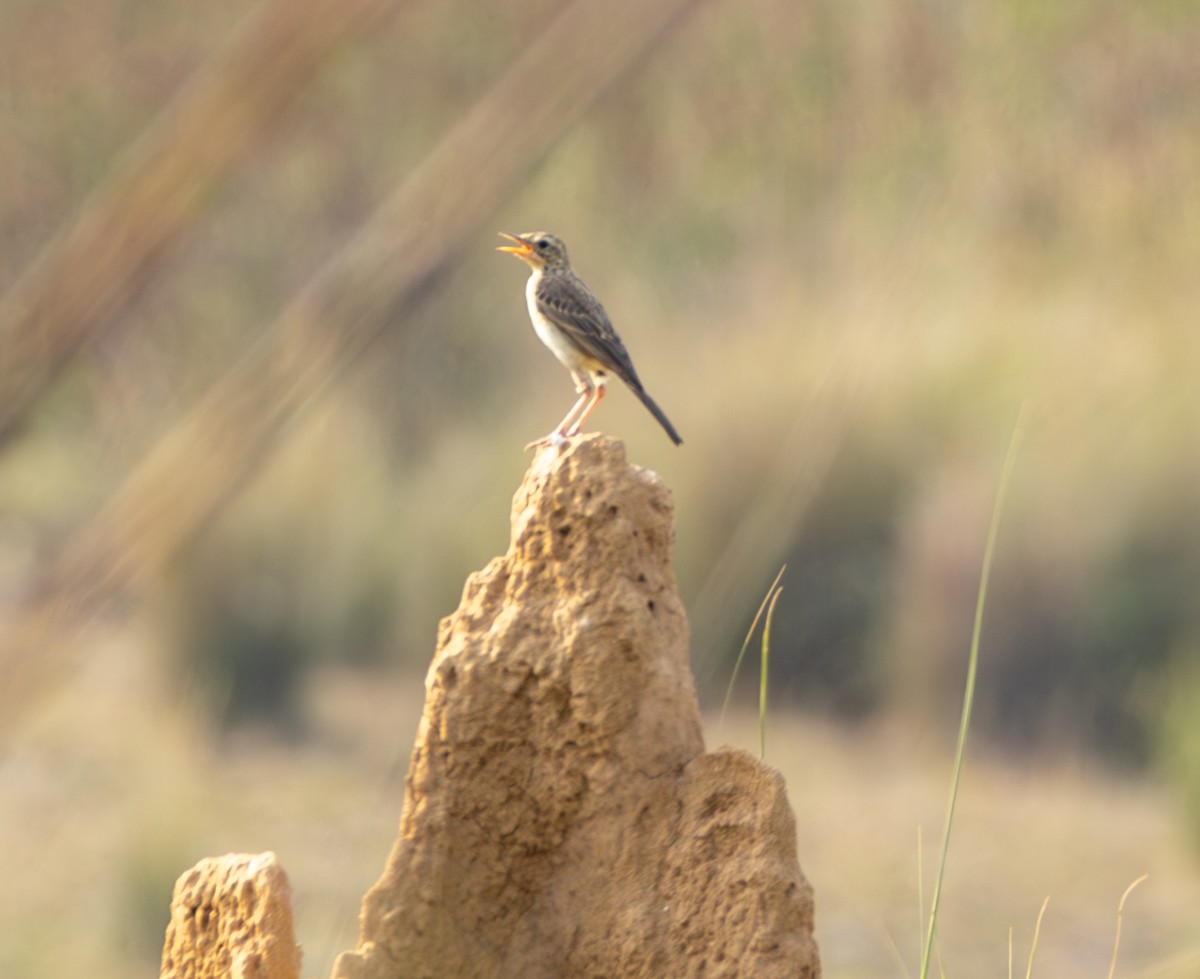 Paddyfield Pipit - ML620595565