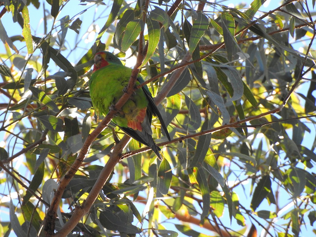 Swift Parrot - ML620595571