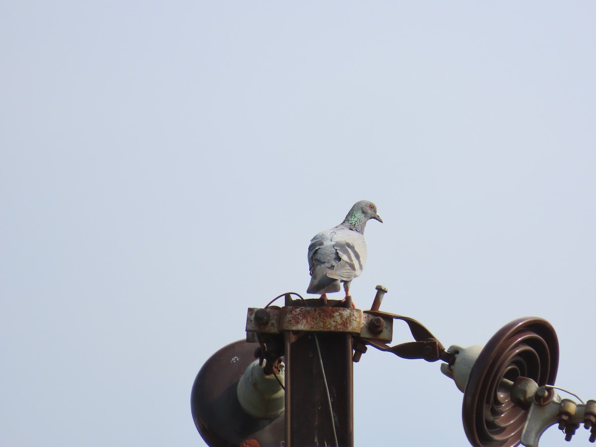 Rock Pigeon (Feral Pigeon) - ML620595573